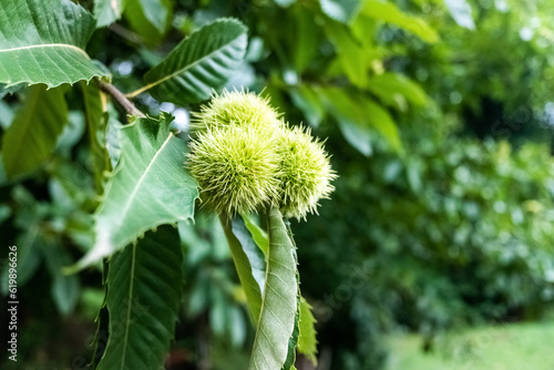 In autumn the delicious chestnuts ripen, which are protected by a pointed shell on the tree.