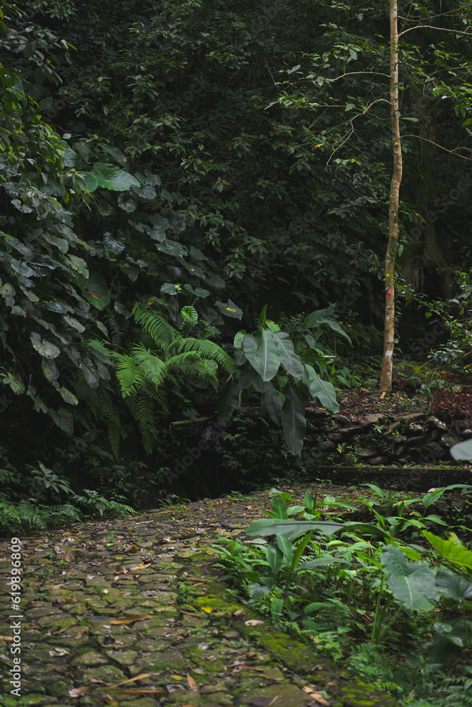 Obraz premium Bali jungle, vegetation, green leaves.