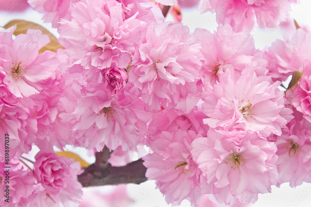Pink Sakura blossoms on a tree in close-up. A spring flowering Japanese cherry tree. Pink Sakura blossoms on a tree in close-up. A spring flowering Japanese cherry tree.