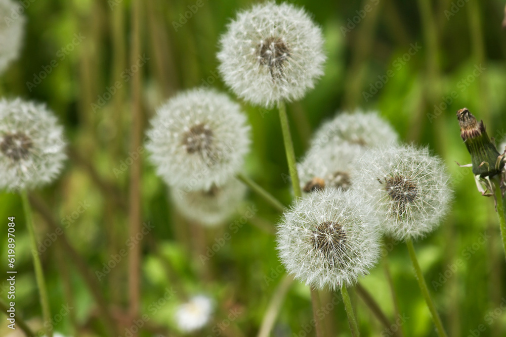 A green meadow with white dandelions in close-up A green meadow with white dandelions in close-up
