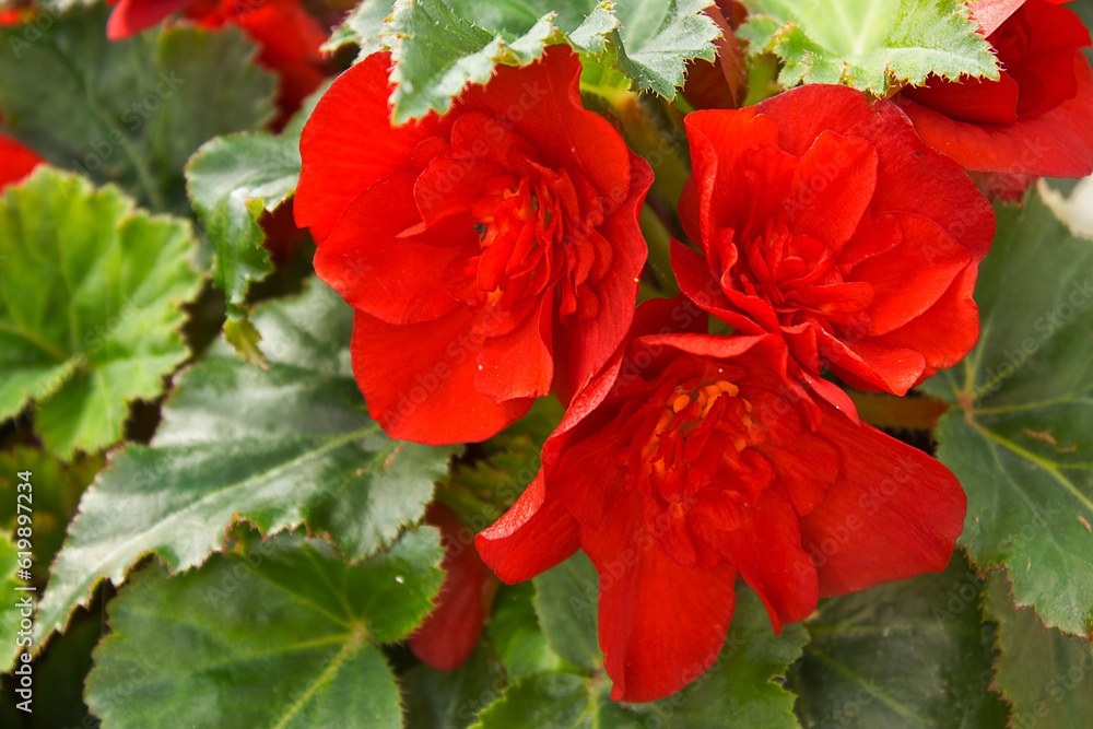 red begonia flowers close-up on a flower bed red begonia flowers close-up on a flower bed