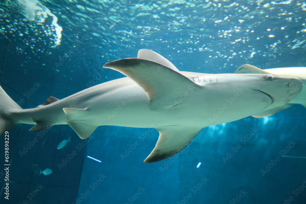 Fototapeta premium ITALIA-ACQUARIO-GENOVA