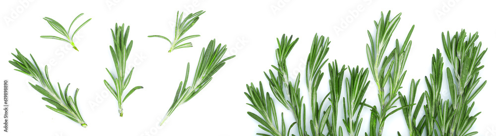 Fresh green rosemary isolated on a white background. Top view. Flat lay Fresh green rosemary isolated on a white background. Top view. Flat lay