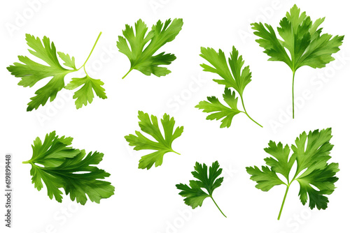 Parsley leaves isolated on white background. Top view. Flat lay
