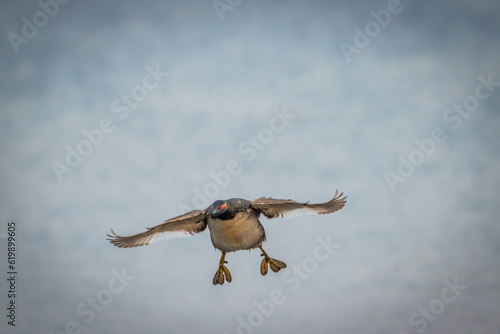 Black-necked grebe flights over the lake into a camera. Eared grebe in flight. Plumage from black to blackish brown. Bird with red eyes close-up portrait with copyspace.