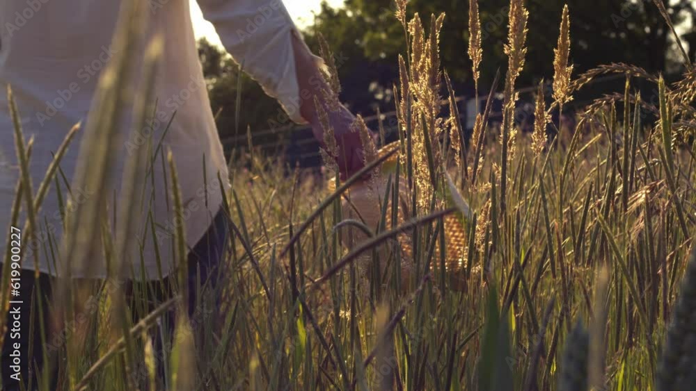 Woman enjoying nature walk in tall grass at sunset Woman enjoying nature walk in tall grass at sunset