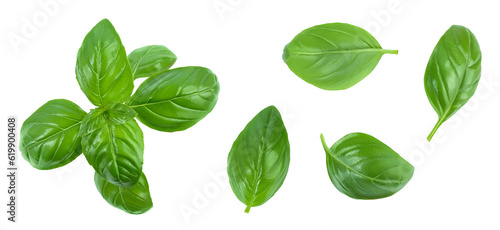 Fresh basil leaf isolated on white background with full depth of field. Top view. Flat lay