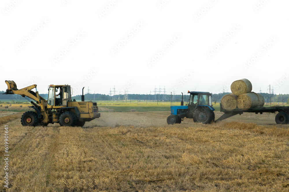 Fototapeta premium A yellow tractor with the help of a manipulator puts round bales of hay on a trailer. Transportation of hay bales in meta storage and drying. Preparation of feed for cattle