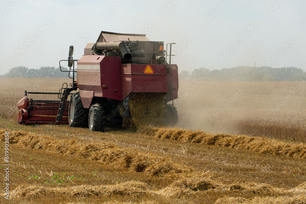 Fototapeta premium A combine harvester is working in a wheat field. Seasonal wheat harvest. Agricultural industry. Cleaning and harvesting of silage. The process of harvesting from the fields. equipment in the field.