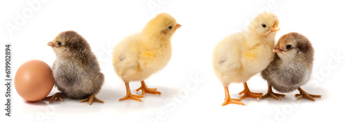 two cute little chicken with egg isolated on white background