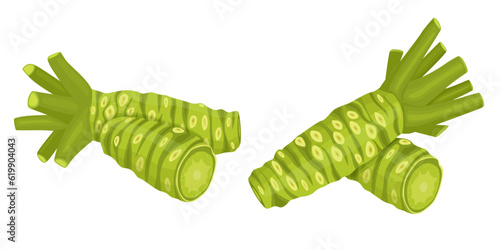 fresh wasabi root, raw wasabi for japanese foodWhole and half wasabi (Japanese horseradish) isolated on white background. vector illustration	