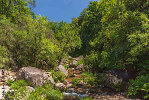 Río rodeado de árboles
