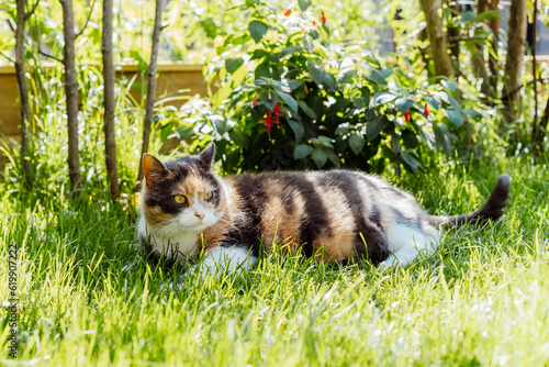 Funny multicolor pleased, well-fed cat lying on the green grass and watching the birds in the garden. Fluffy cat relaxing in shadow outdoors on a sunny summer day. Pets in the Summer heat.