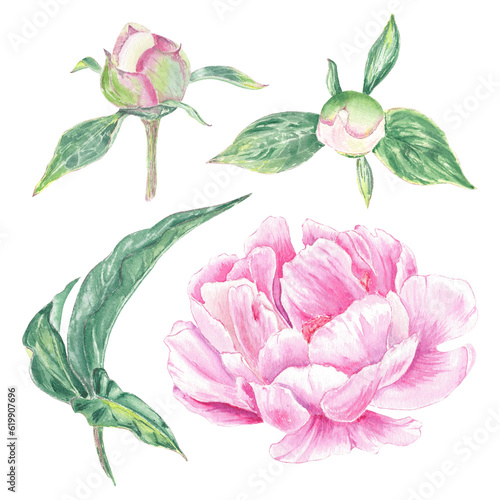 Watercolor clipart peony flower hand drawn in the botanical style for use in logo, wedding, holiday and birthday designs. Pink daisy cute isolated elemet decorating cards, gift wrapping, invitation