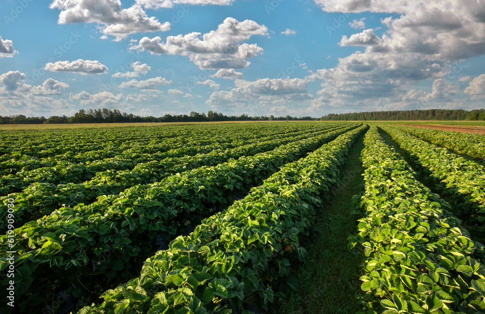 Strawberries plantation on a sunny day. Landscape with green strawberry field with blue cloudy sky