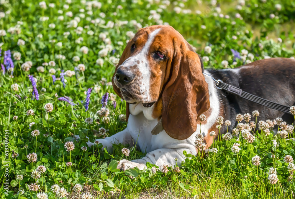 Basset hound on the grass with flowers. Breed of hounds, bred in England. Basset hound on the grass with flowers. Breed of hounds, bred in England.