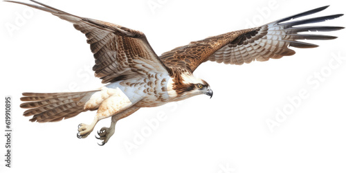 an Osprey, Pandion haliaetus. in flight in various positions, raptor, Nature-themed, photorealistic illustrations in a PNG, cutout, and isolated. Generative AI