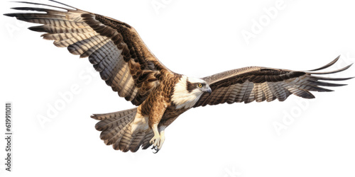 an Osprey  Pandion haliaetus. in flight in various positions  raptor  Nature-themed  photorealistic illustrations in a PNG  cutout  and isolated. Generative AI