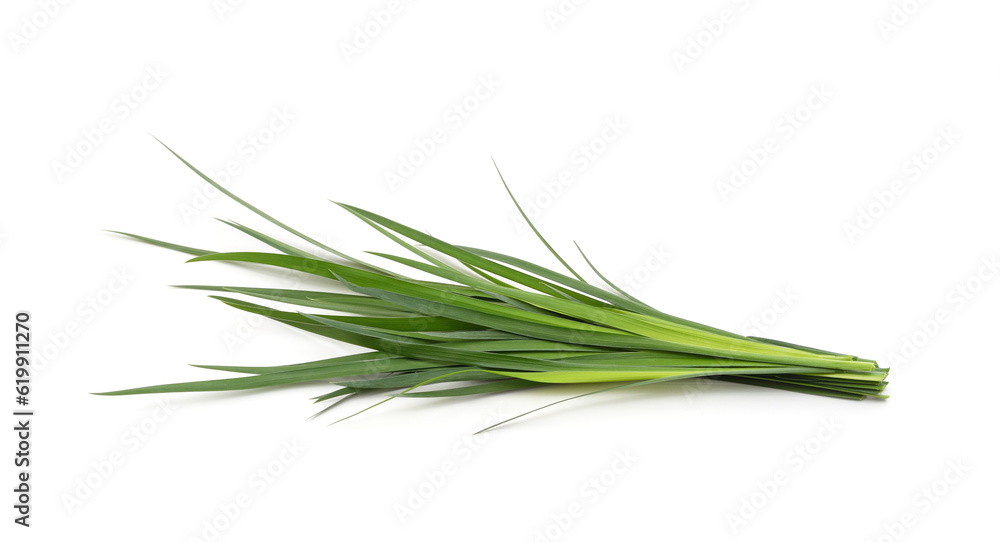 Fototapeta premium Bunch of green grass.