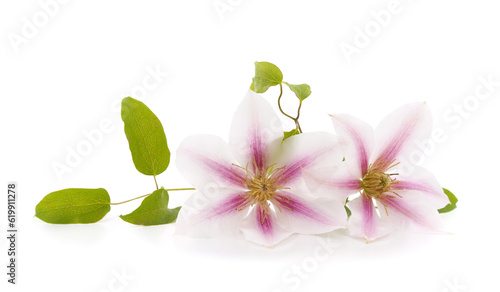 Two clematis with green leaves.