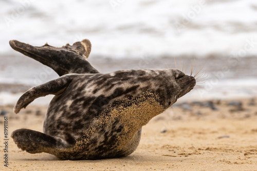 Grey seal pup, Halichoerus grypus, yoga resting on sand beach, UK