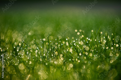 Morning dew drops on blades of grass using very shallow depth of field.