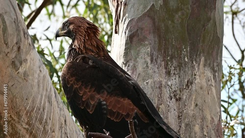 wedgetail eagle in a nest in australia in summer. pair of chicks photo