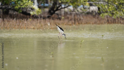 Shore bird eating