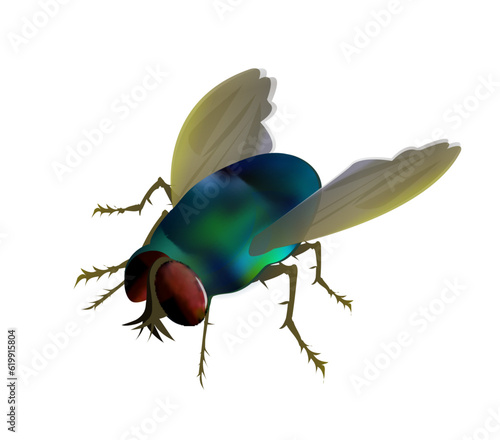 fly isolated on white background