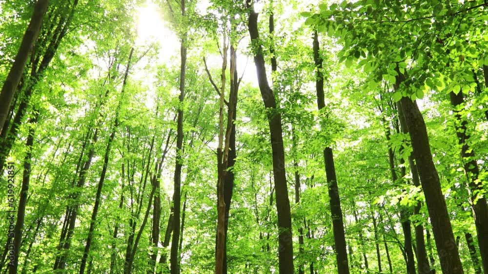 a summer forest trees. nature green wood sunlight backgrounds. a summer forest trees. nature green wood sunlight backgrounds.