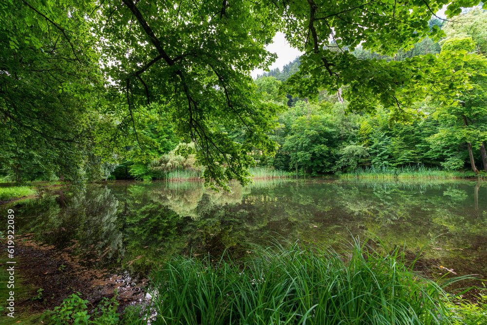 Baum mit Teich, Sträucher und Schilf