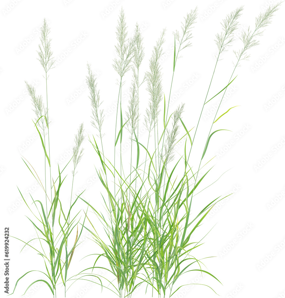 Top view of wild grass Top view of wild grass