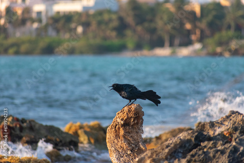 Black Bird © Marcos