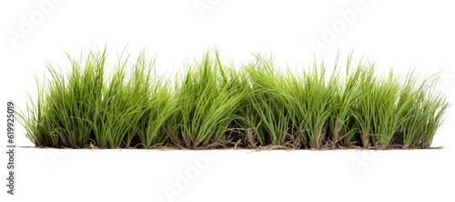 tussock of grass on transparent background, png