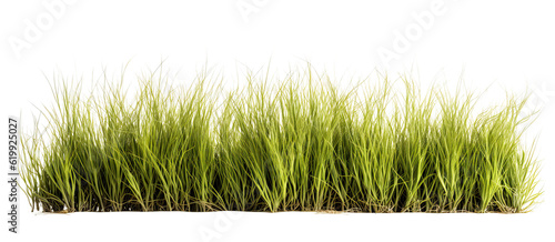 tussock of grass on transparent background, png