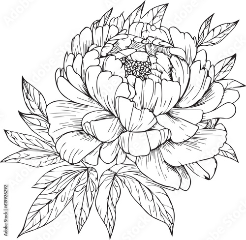 Bouquet of peony flower hand drawn pencil sketch  coloring page  and book for adults isolated on white background floral element tattooing  illustration ink art  blossom peony  spring collect.