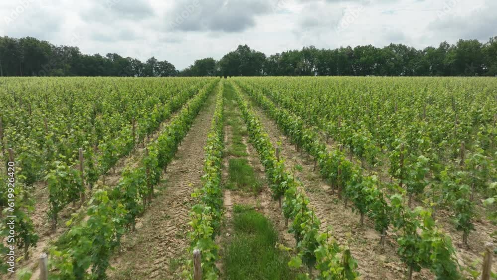 Vineyard rows with grape plant in the area of Bordeaux. Vineyard rows with grape plant in the area of Bordeaux.