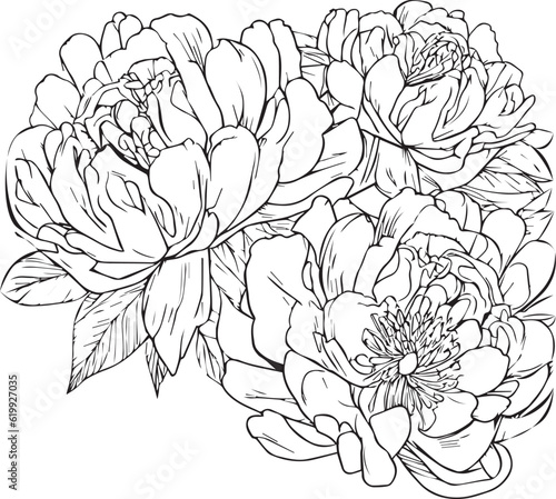 Fototapeta Naklejka Na Ścianę i Meble -  Peony flower bouquet zen doodle art, flowers colorings page, and books, a sketch of outline vector graphic hand drawn illustration isolated on white background.

