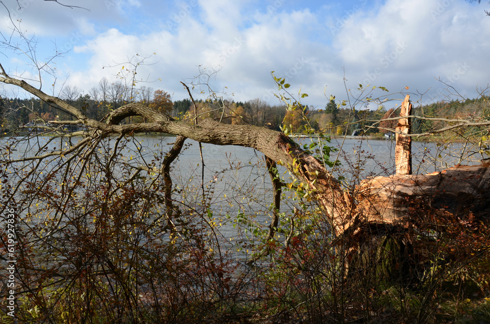 Umgestürzter Baum am See nach Herbststurm Umgestürzter Baum am See nach Herbststurm