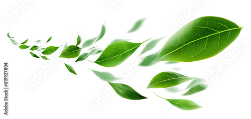 abstract green leaves swirling motion isolated transparent