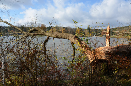 Umgestürzter Baum am See nach Herbststurm