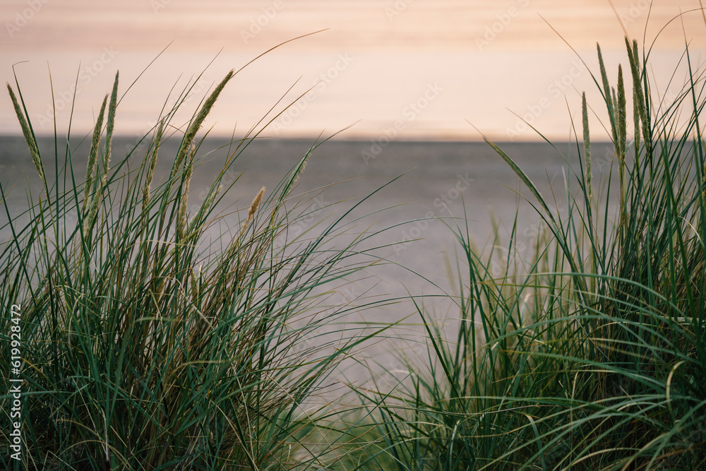 Dune landscape on the North sea beach. Grass on the beach with sunset view. Background with view