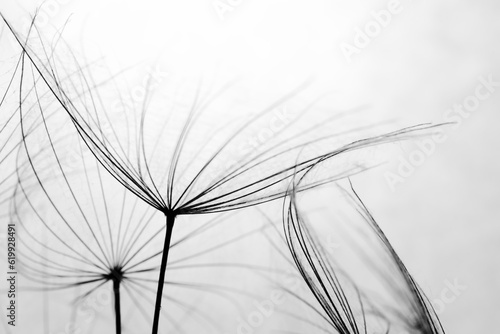 Abstract black and white dandelion background. Macro image of dandelion seed heads with lace-like patterns. Soft focus dandelion
