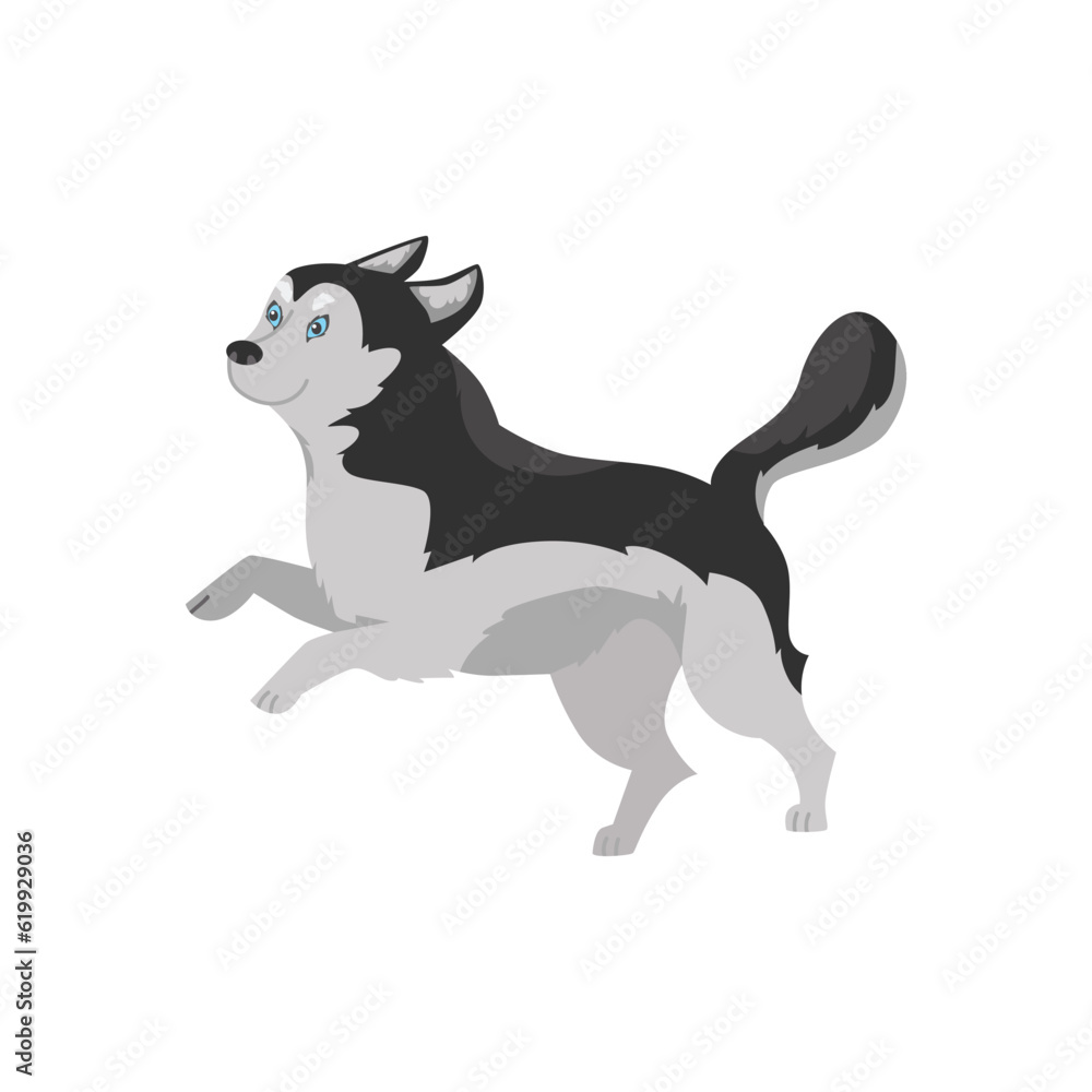 Funny Siberian husky running and jumping, cartoon flat vector illustration isolated on white background.