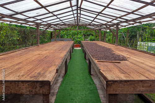 Drying tables in the shade with fine aroma Arriba Nacional cacao (Theobroma cacao) beans, Esmeraldas, Ecuador.