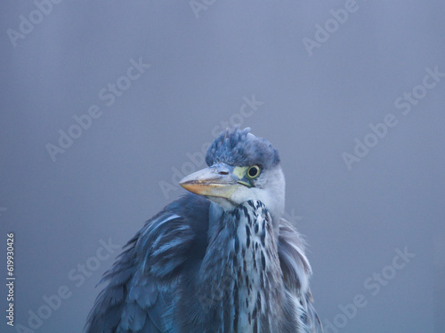 Obraz na płótnie Gray heron