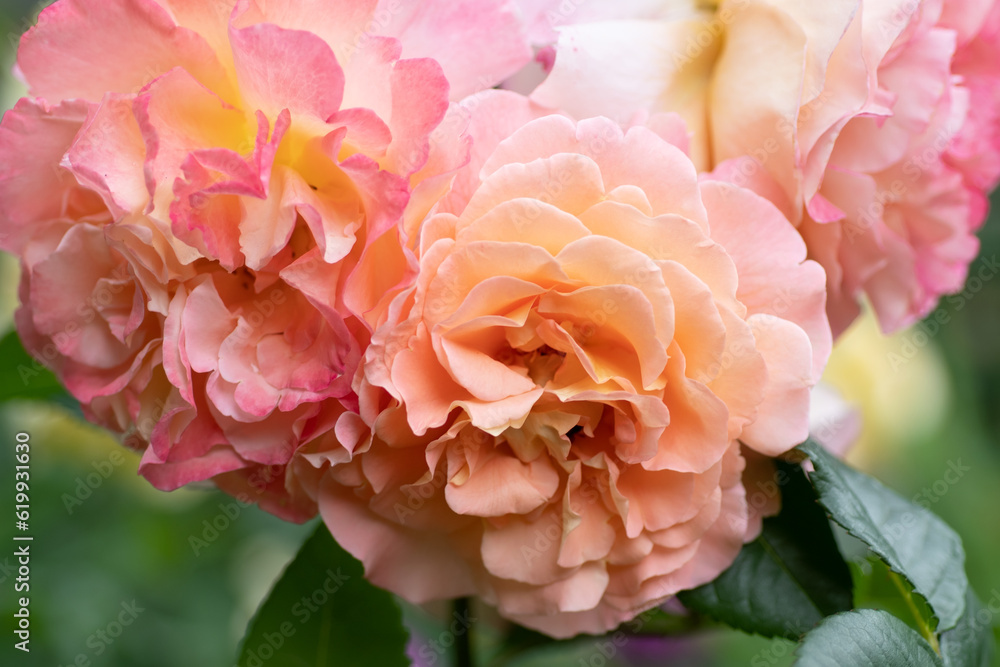 splendid huge royal double pink-yellow color roses blossom in garden. macro shot. splendid huge royal double pink-yellow color roses blossom in garden. macro shot.