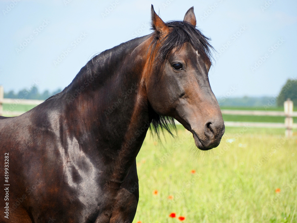 Portrait of a trotter on the background of a summer pasture