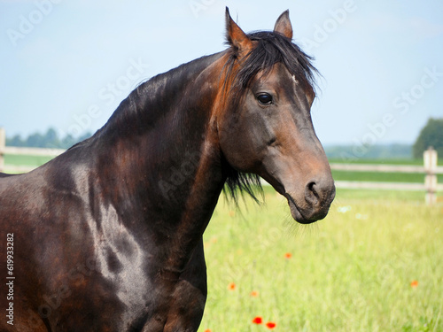 Portrait of a trotter on the background of a summer pasture © goldika