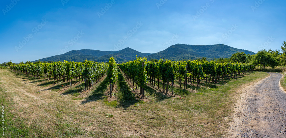 Obraz premium Rosheim, France - 06 24 2023: Panoramic view of vine fields along the wine route and Mont Sainte-Odile in background.